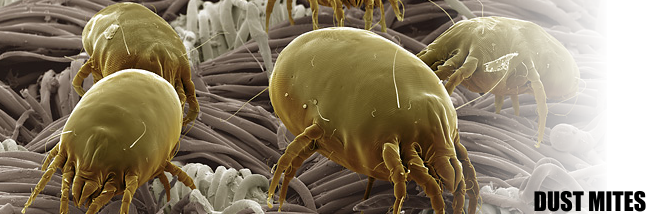 dust mites